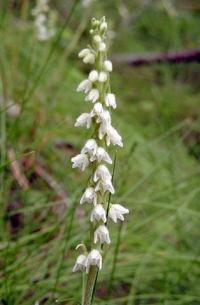 Goodyera repens