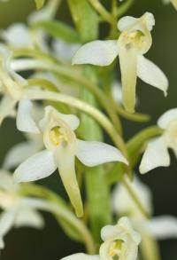 Platanthera bifolia