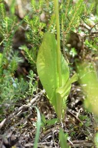 Platanthera bifolia