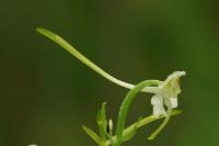 Platanthera bifolia