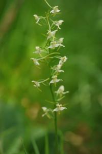 Platanthera bifolia