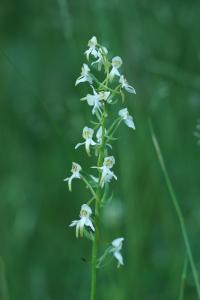 Platanthera clorantha