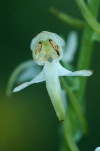 Platanthera clorantha