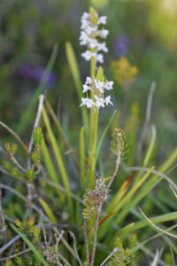 Gymnadenia odoratissima subsp. longicalcarata