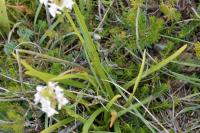 Gymnadenia odoratissima subsp. longicalcarata