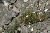 Cerastium arvense