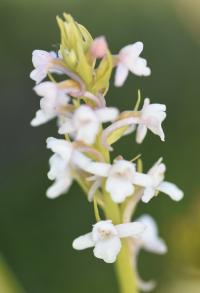 Gymnadenia odoratissima subsp. longicalcarata