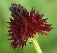 Nigritella gabasiana 