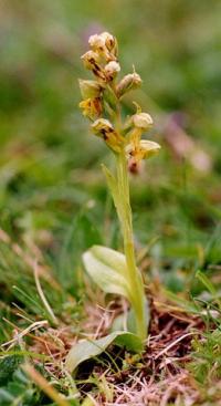 Coeloglossum viride