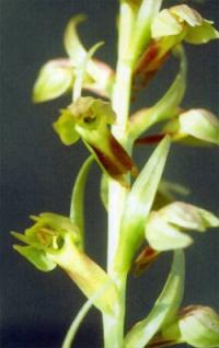 Coeloglossum viride