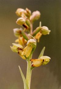 Coeloglossum viride