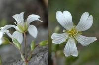 Cerastium arvense