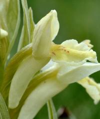 Dactylorhiza sambucina