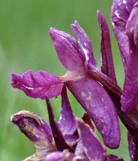 Dactylorhiza sambucina