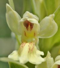 Dactylorhiza sambucina