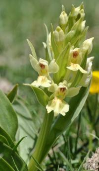 Dactylorhiza sambucina