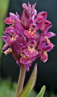 Dactylorhiza sambucina