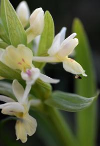 Dactylorhiza insularis