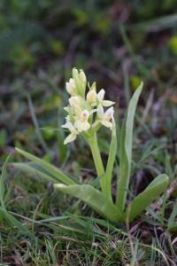 Dactylorhiza insularis