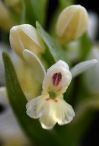 Dactylorhiza insularis