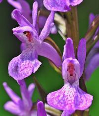 Dactylorhiza elata