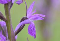 Dactylorhiza elata