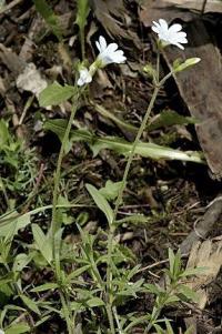 Cerastium arvense