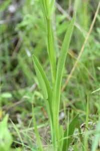 Dactylorhiza elata