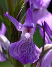 Dactylorhiza elata