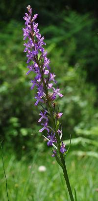 Dactylorhiza elata