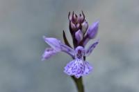 Dactylorhiza maculata