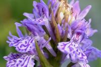 Dactylorhiza maculata