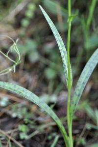 Dactylorhiza maculata