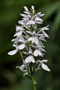 Dactylorhiza maculata