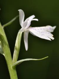 Dactylorhiza maculata