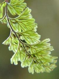 Hymenophyllum tunbrigense