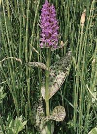 Dactylorhiza majalis 