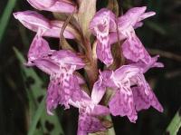 Dactylorhiza majalis 