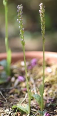 Neotinea maculata