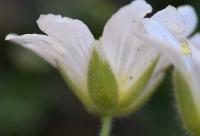 Cerastium alpinum