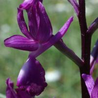 Orchis laxiflora 