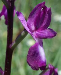 Orchis laxiflora 