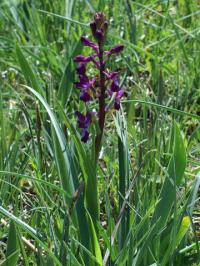 Orchis laxiflora 