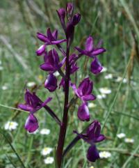 Orchis laxiflora 