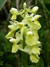 Orchis pallens