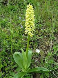 Orchis pallens