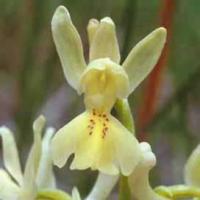 Orchis provincalis 