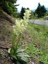 Orchis provincalis 