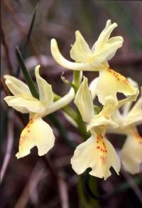 Orchis provincalis 