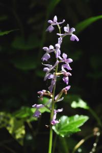 Orchis olbiensis